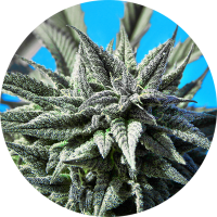 TOP TAO - TAO BLUEBERRY (Autoflowering) TOP TAO - TAO BLUEBERRY (Autoflowering)