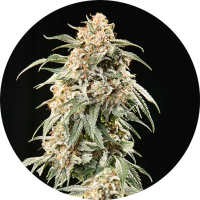 TOP TAO - BIG TAO (Autoflowering) TOP TAO - BIG TAO (Autoflowering)