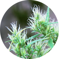 TOP TAO - CBD HAZE (Autoflowering) TOP TAO - CBD HAZE (Autoflowering)