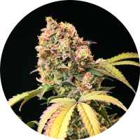 TOP TAO - DEMON TAO (Autoflowering) TOP TAO - DEMON TAO (Autoflowering)