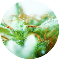 TOP TAO - Dr. TAO SATIVA (Regular) TOP TAO - Dr. TAO SATIVA (Regular)
