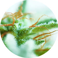 TOP TAO - EARLY SATIVA (Regular) TOP TAO - EARLY SATIVA (Regular)