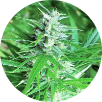 TOP TAO - HAZE TAO (Autoflowering) TOP TAO - HAZE TAO (Autoflowering)