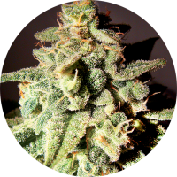 TOP TAO - MICRON TAO (Autoflowering) TOP TAO - MICRON TAO (Autoflowering)
