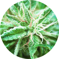 TOP TAO - SATIVA SAMADHI (Regular) TOP TAO - SATIVA SAMADHI (Regular)