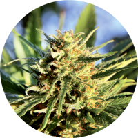 TOP TAO - SUPER TAO (Autoflowering) TOP TAO - SUPER TAO (Autoflowering)
