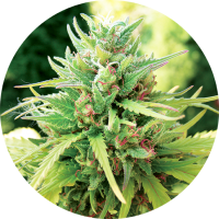 TOP TAO - TAOMATIC (Autoflowering) TOP TAO - TAOMATIC (Autoflowering)