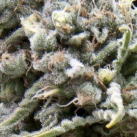 Pyramid seeds - White Widow (Autoflowering) Pyramid seeds - White Widow (Autoflowering)