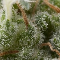 Pyramid seeds - Super Hash (Autoflowering) Pyramid seeds - Super Hash (Autoflowering)