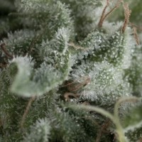 Pyramid seeds - Nefertiti (Autoflowering) Pyramid seeds - Nefertiti (Autoflowering)