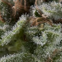 Pyramid seeds - Lennon (Autoflowering) Pyramid seeds - Lennon (Autoflowering)