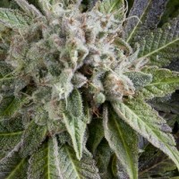 Pyramid seeds - Blue Pyramid (Autoflowering) Pyramid seeds - Blue Pyramid (Autoflowering)