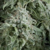 Pyramid seeds - Anubis (Autoflowering) Pyramid seeds - Anubis (Autoflowering)
