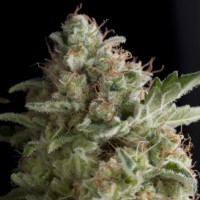 Pyramid seeds - American Pie (Feminized) Pyramid seeds - American Pie (Feminized)