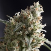 Pyramid seeds - Lennon (Feminized) Pyramid seeds - Lennon (Feminized)