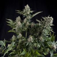 Pyramid seeds - White Widow CBD (Feminized) Pyramid seeds - White Widow CBD (Feminized)