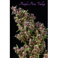 Mandala Seeds - Purple Paro Valley (Feminized) Mandala Seeds - Purple Paro Valley (Feminized)