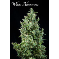 Mandala Seeds - White Bhutanese (Feminized) Mandala Seeds - White Bhutanese (Feminized)