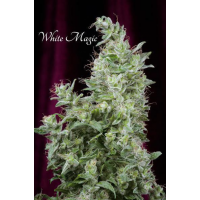Mandala Seeds - White Magic (Feminized) Mandala Seeds - White Magic (Feminized)
