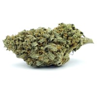 Chronic & Caviar - Gorilla Glue #4 (Autoflowering) Chronic & Caviar - Gorilla Glue #4 (Autoflowering)