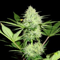 Sumo Seeds - Berries & Cheese (Feminized) Sumo Seeds - Berries & Cheese (Feminized)