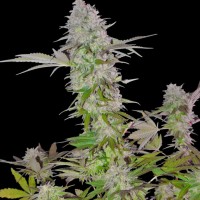 Sumo Seeds - Sweet Harlem Diesel (Autoflowering) Sumo Seeds - Sweet Harlem Diesel (Autoflowering)