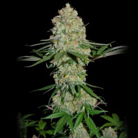 Sumo Seeds - Silver Buddha Haze (Autoflowering) Sumo Seeds - Silver Buddha Haze (Autoflowering)