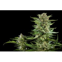 Philosopher Seeds - Cheesy (Autoflowering) Philosopher Seeds - Cheesy (Autoflowering)