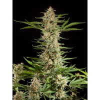 Philosopher Seeds - Fraggle Skunk (Autoflowering) Philosopher Seeds - Fraggle Skunk (Autoflowering)
