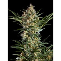 Philosopher Seeds - Sleepy Yoda (Autoflowering) Philosopher Seeds - Sleepy Yoda (Autoflowering)