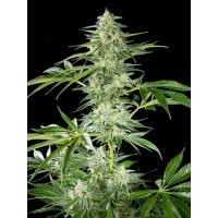 Philosopher Seeds - Fruity Jack x Animal Cookies (Feminized) Philosopher Seeds - Fruity Jack x Animal Cookies (Feminized)