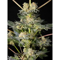 Philosopher Seeds - Key Lime Pie x Do-Si-Dos (Feminized) Philosopher Seeds - Key Lime Pie x Do-Si-Dos (Feminized)