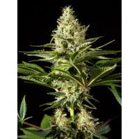 Philosopher Seeds - Black Bomb (Feminized) Philosopher Seeds - Black Bomb (Feminized)