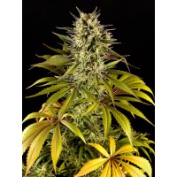 Philosopher Seeds - Spicy CBD / SuperJuani (Feminizált)