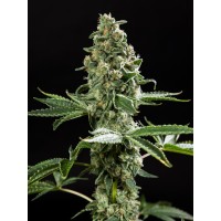 Philosopher Seeds - Gelato x Do-Si-Dos (Feminized) Philosopher Seeds - Gelato x Do-Si-Dos (Feminized)
