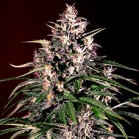G13 Labs - Diesel (Feminized) G13 Labs - Diesel (Feminized)