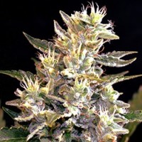 G13 Labs - Sunset Vibes (Autoflowering) G13 Labs - Sunset Vibes (Autoflowering)