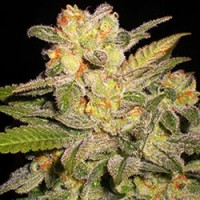 G13 Labs - NL (Autoflowering) G13 Labs - NL (Autoflowering)
