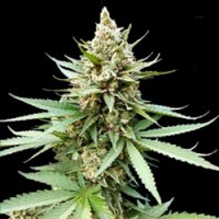 G13 Labs - Blue OG (Feminized) G13 Labs - Blue OG (Feminized)