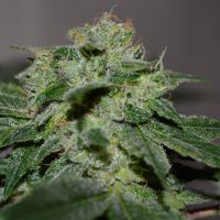 G13 Labs - Chocolate Heaven (Feminized) G13 Labs - Chocolate Heaven (Feminized)