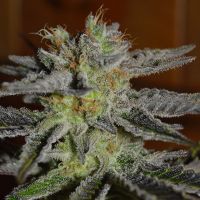 G13 Labs - Double Black (Feminized) G13 Labs - Double Black (Feminized)