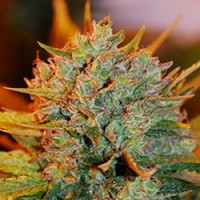 G13 Labs - Gigabud (Feminized) G13 Labs - Gigabud (Feminized)