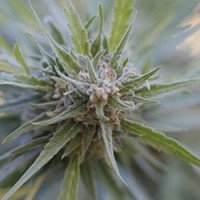 G13 Labs - Midnight Kush (Feminized) G13 Labs - Midnight Kush (Feminized)