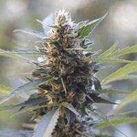 G13 Labs - Northern Lights x Skunk (Feminized) G13 Labs - Northern Lights x Skunk (Feminized)
