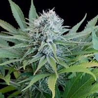 G13 Labs - Peach Puree CBD (Feminized) G13 Labs - Peach Puree CBD (Feminized)
