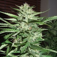 G13 Labs - Pineapple Express (Feminized) G13 Labs - Pineapple Express (Feminized)