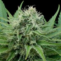 G13 Labs - Raw Diesel (Feminized) G13 Labs - Raw Diesel (Feminized)