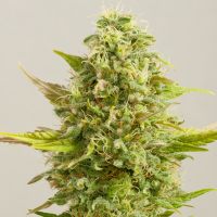 G13 Labs - Royal Kush (Feminized) G13 Labs - Royal Kush (Feminized)