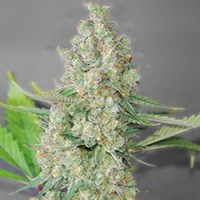 G13 Labs - Super Skunk (Feminized) G13 Labs - Super Skunk (Feminized)