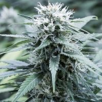 G13 Labs - Sweet Amnesia (Feminized) G13 Labs - Sweet Amnesia (Feminized)